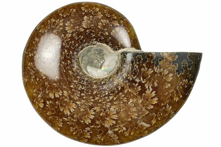 Polished Ammonite (Cleoniceras) Fossil - Madagascar #205102